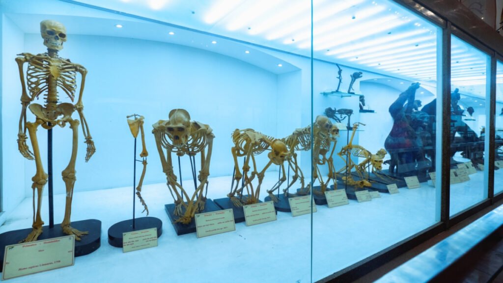 Indian Museum Job Vacancy 2025