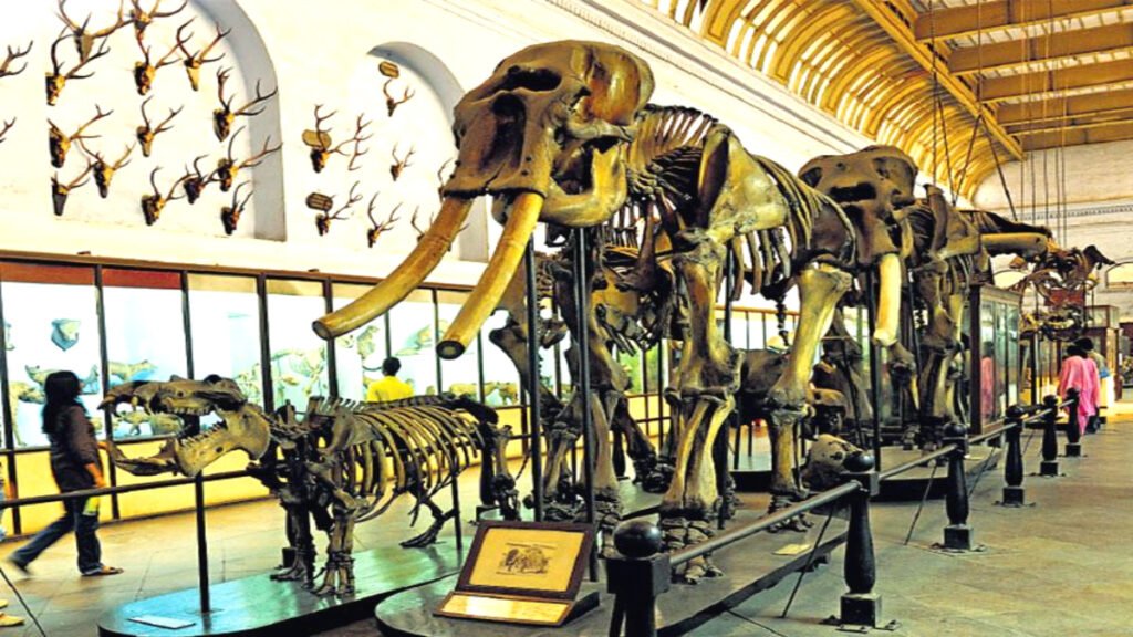 Indian Museum Job Vacancy 2025