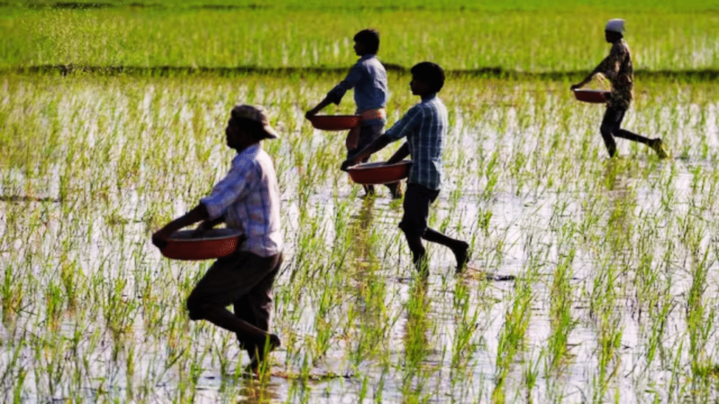 Aman Paddy Cultivation in West Bengal