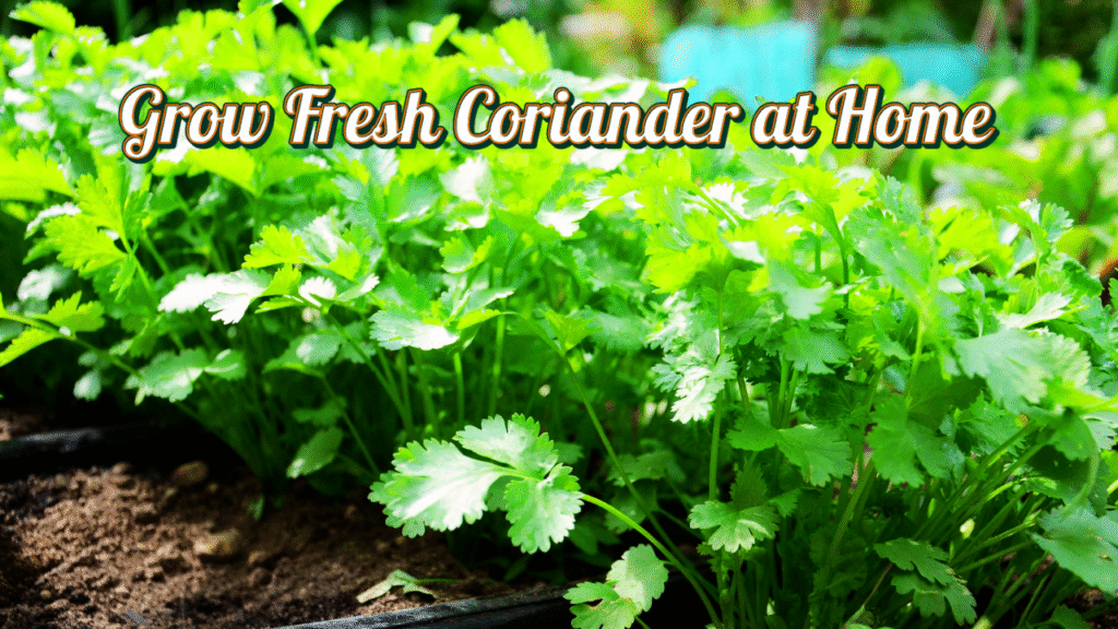 Grow Fresh Coriander at Home