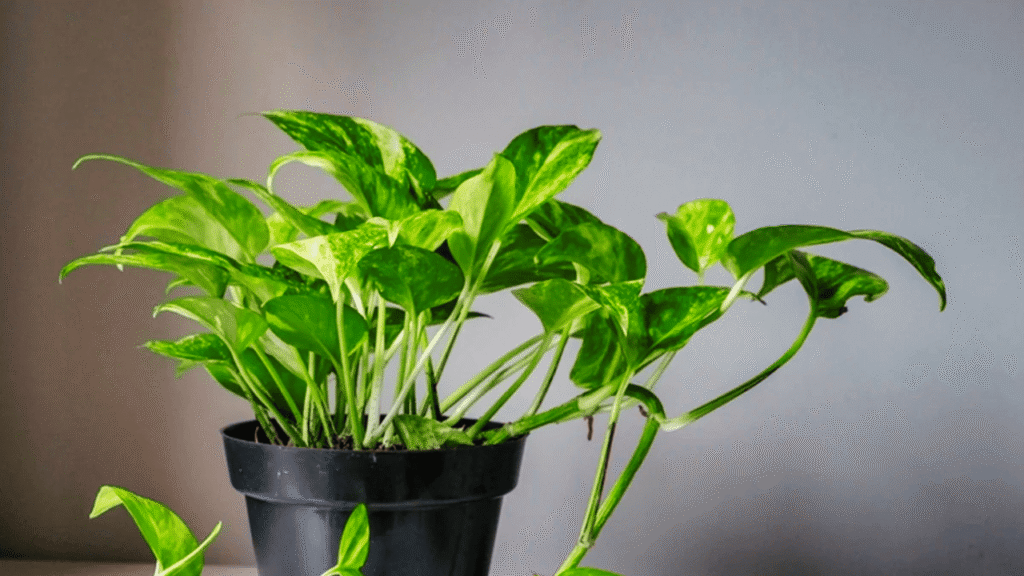 Best Fertilizers for Money Plant in Summer