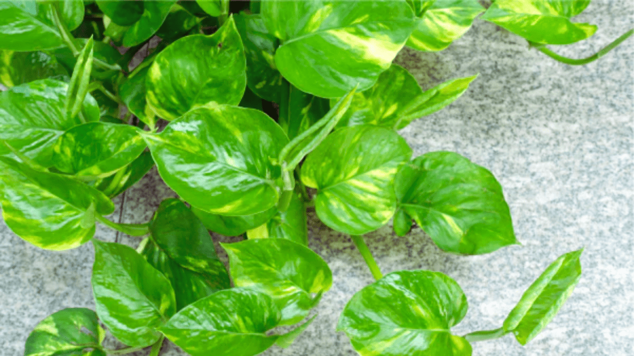 Best Fertilizers for Money Plant in Summer