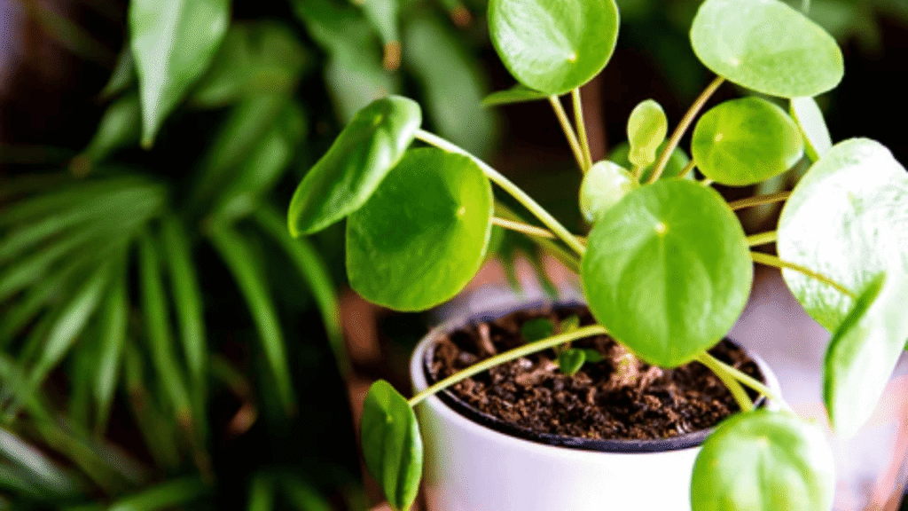 Best Fertilizers for Money Plant in Summer