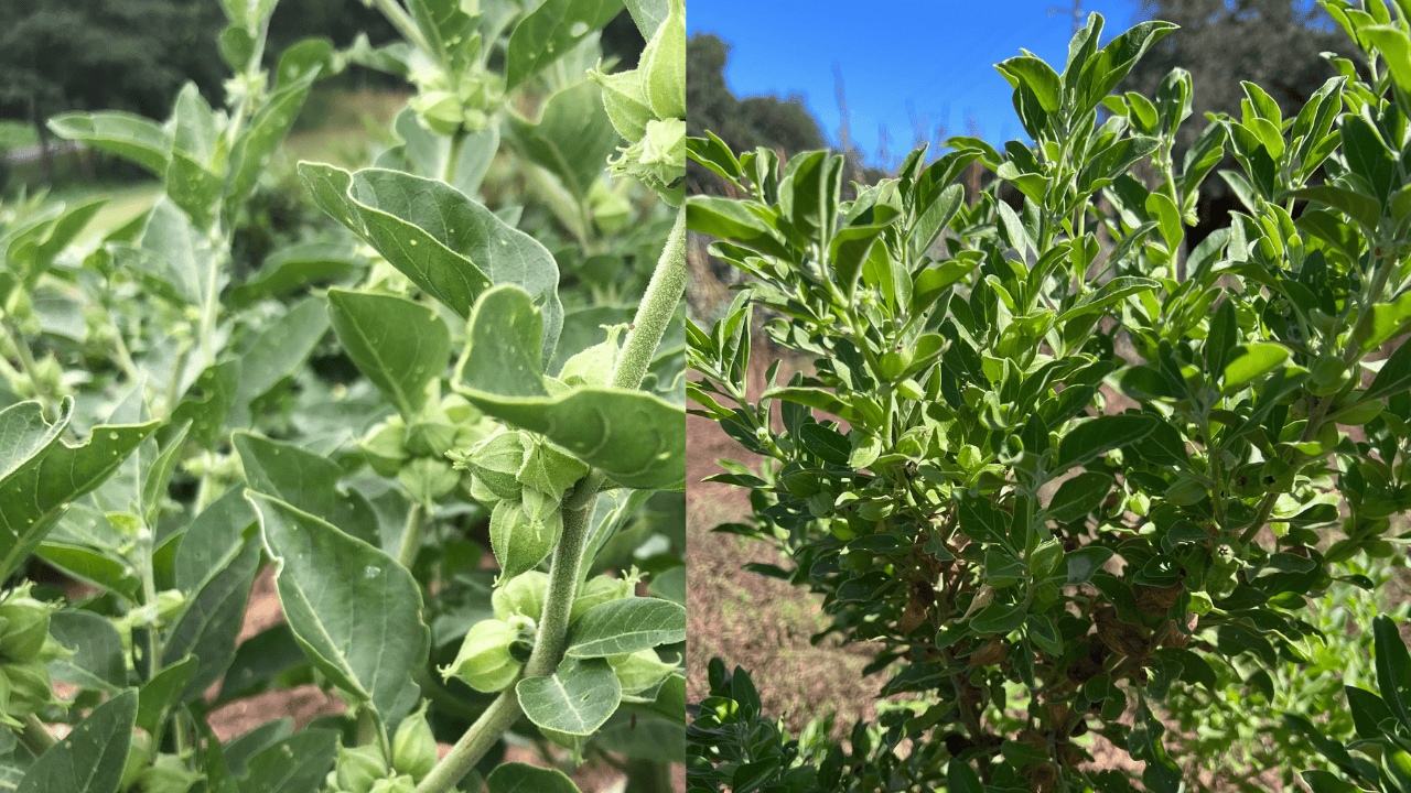 agriculture tips ashwagandha