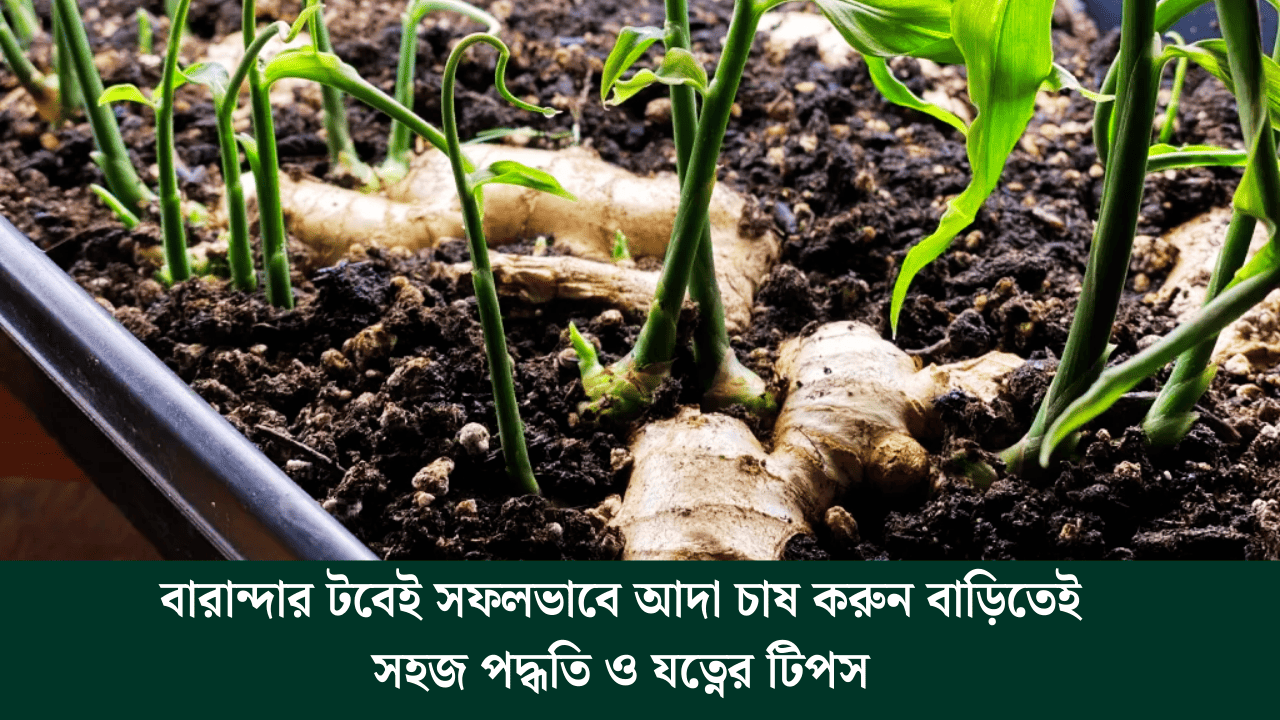 Container Ginger Farming