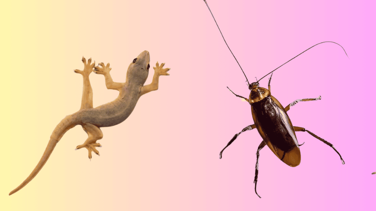 Cockroaches Lizard Tips